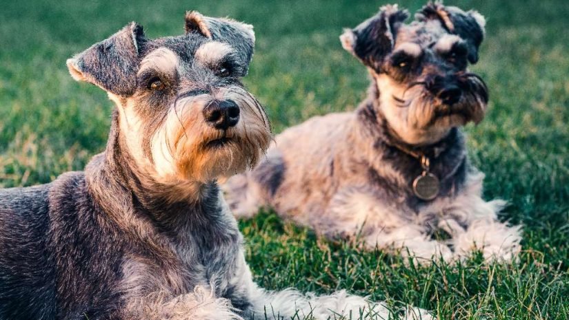 Como está o mercado de e-commerce de pet shop no Brasil? Como está o mercado de e-commerce de pet shop no Brasil?