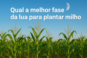 Qual a Melhor Fase da Lua para Plantar Milho?